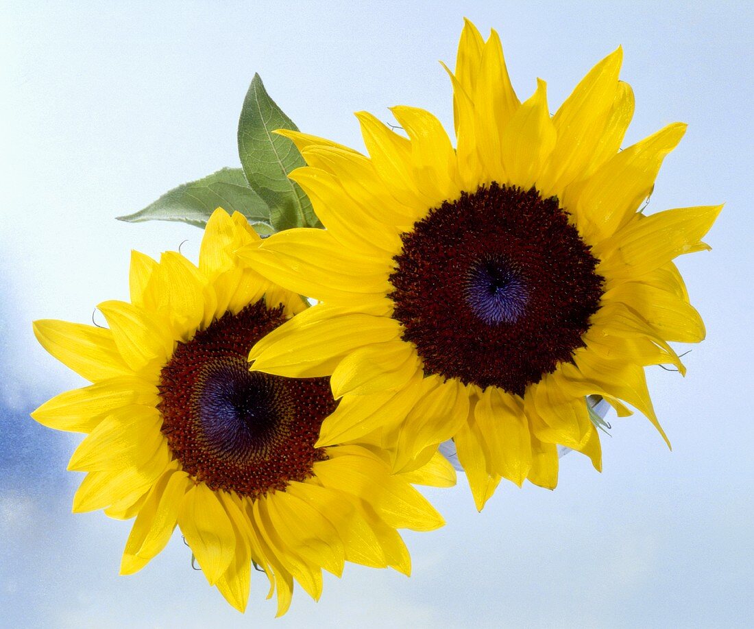 Two sunflowers from above