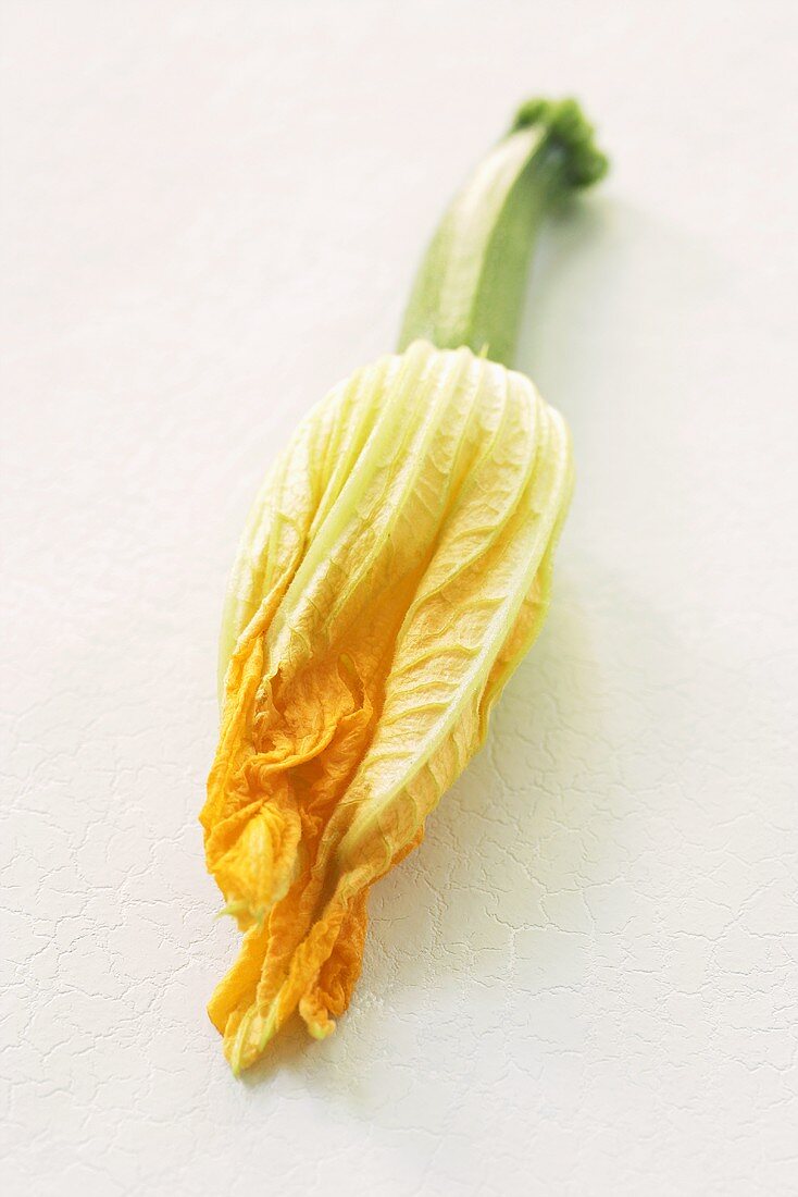 Courgette flower on a small courgette