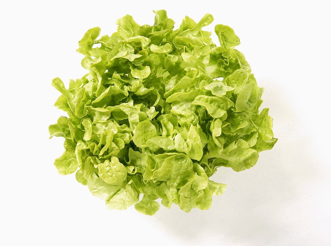 A green oak leaf lettuce