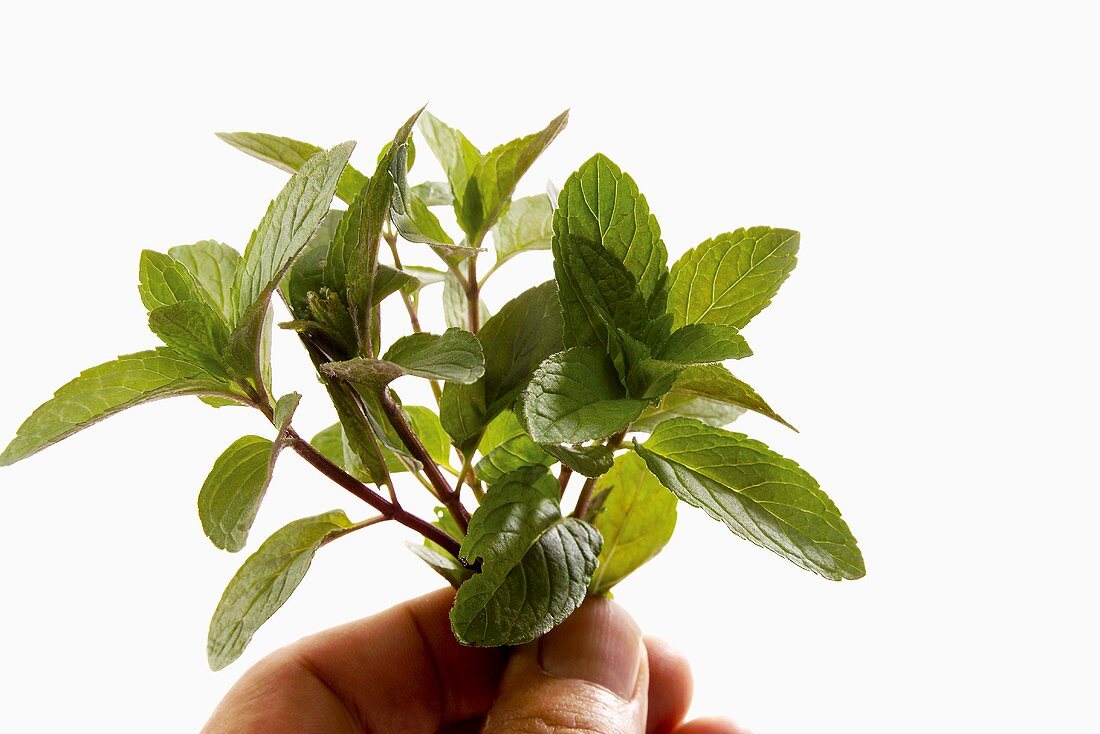 A few stalks of peppermint being held