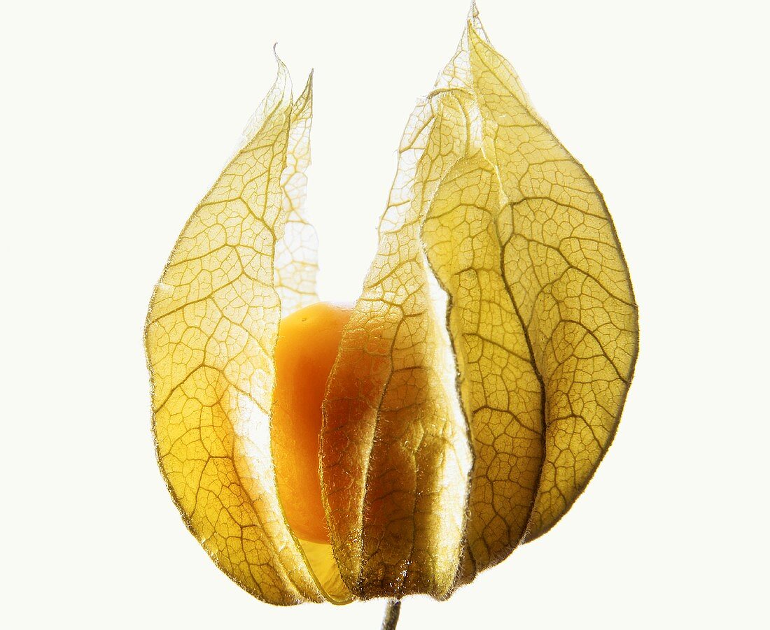 Physalis in ihrem Blütenkelch