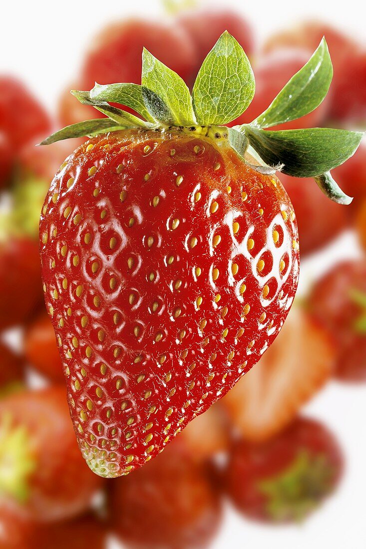 A strawberry in the foreground, lots of strawberries behind