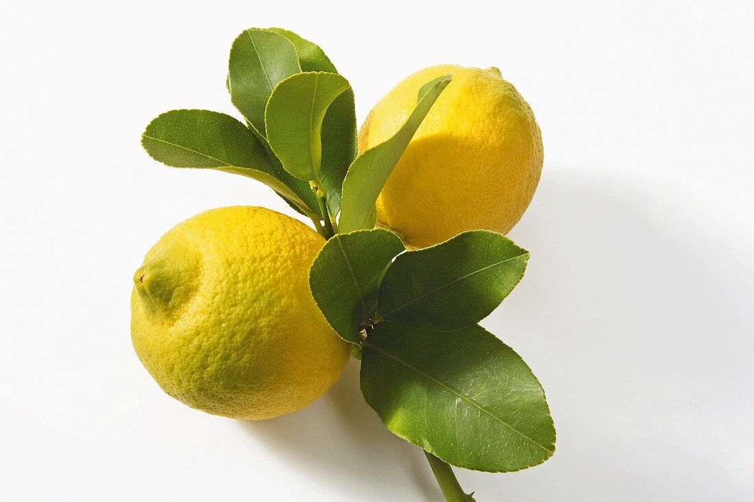 Zwei Zitronen am Zweig