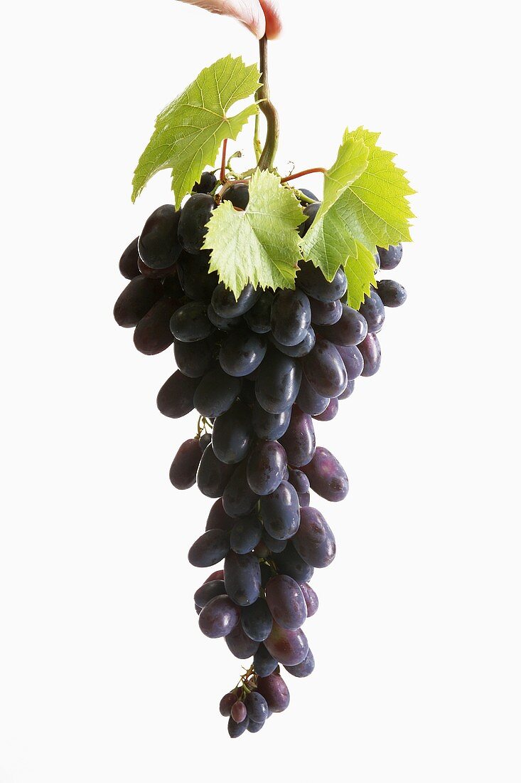 A whole bunch of black grapes with leaves