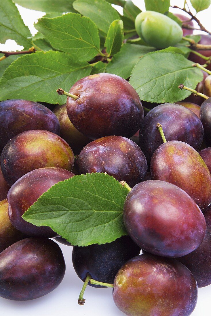Several Purple Plums with Leaf