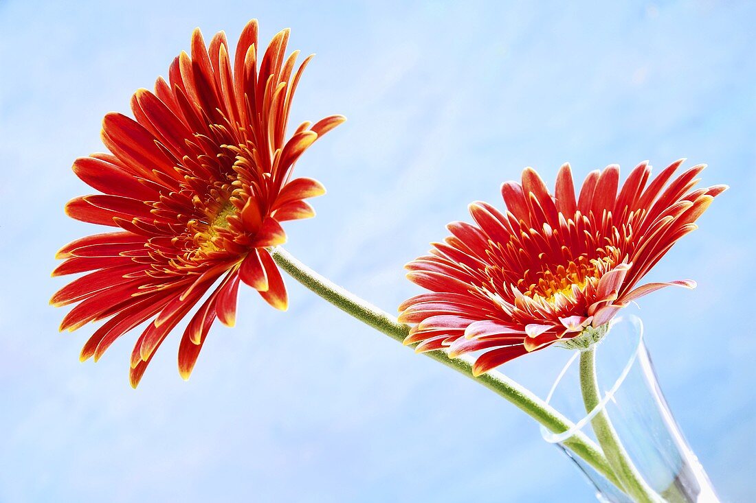 Zwei rote Gerbera vor himmelblauem Hintergrund