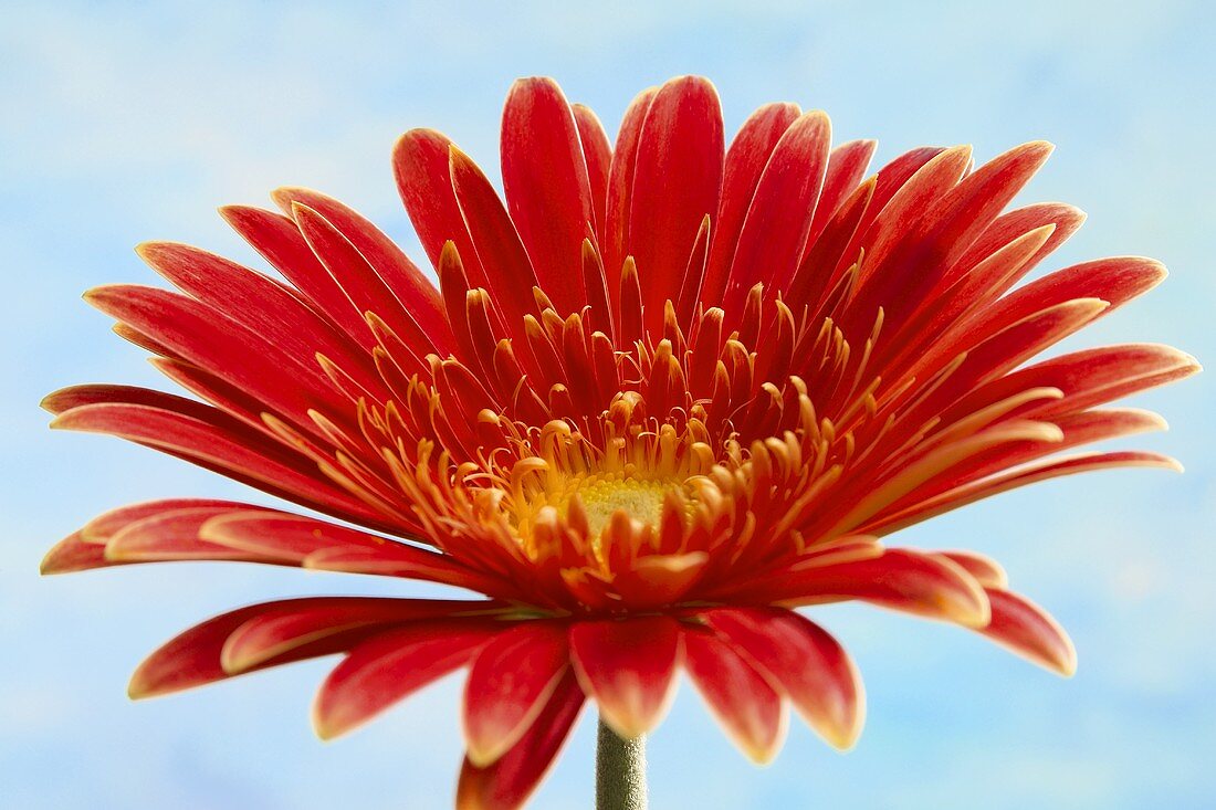 Rote Gerbera vor himmelblauem Hintergrund