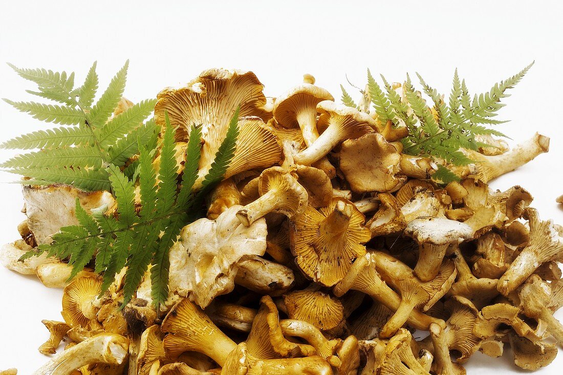 Chanterelles with ferns