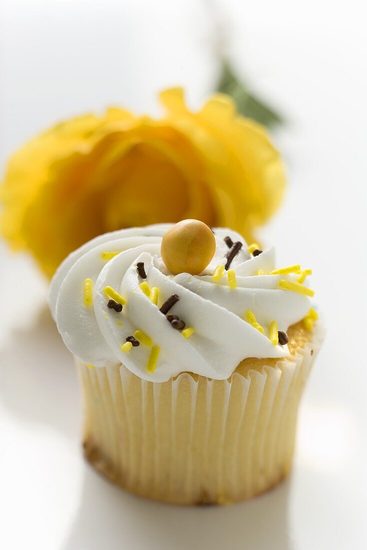 Muffin in front of a rose