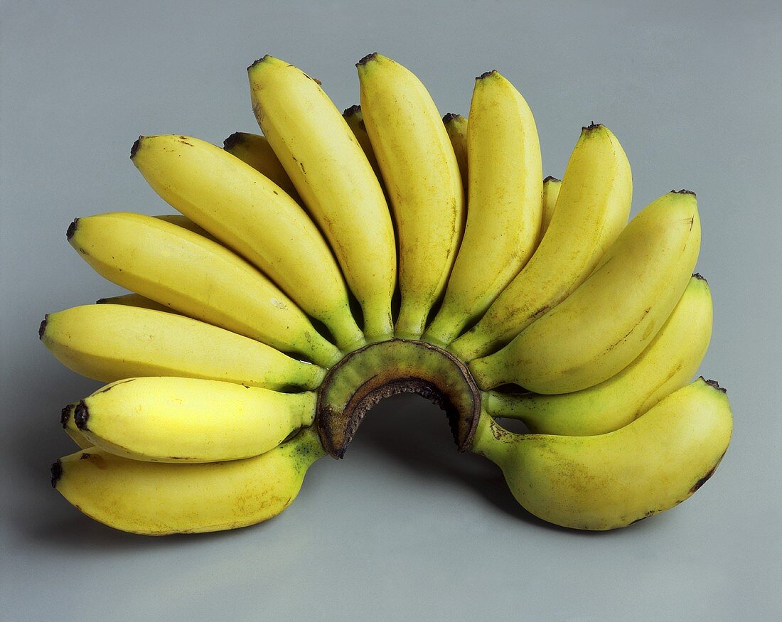 Bananenstaude mit kleinen Bananen – Bilder kaufen – 940895 StockFood