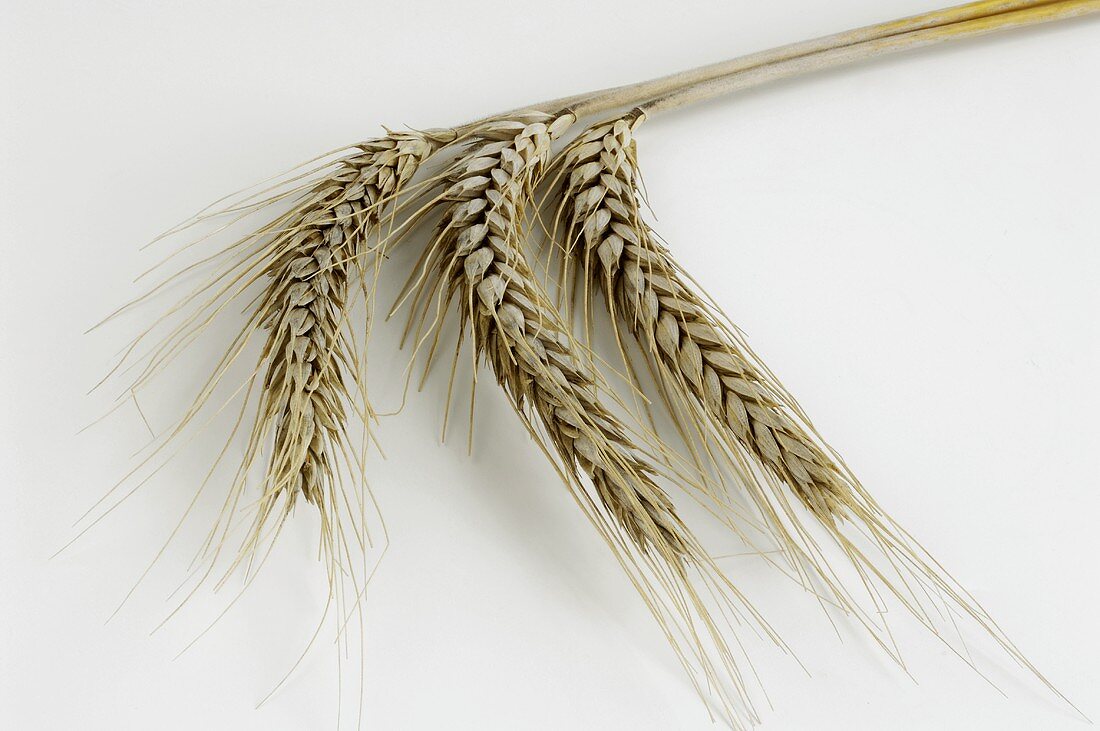 Triticale (cereal for the production of industrial alcohol)