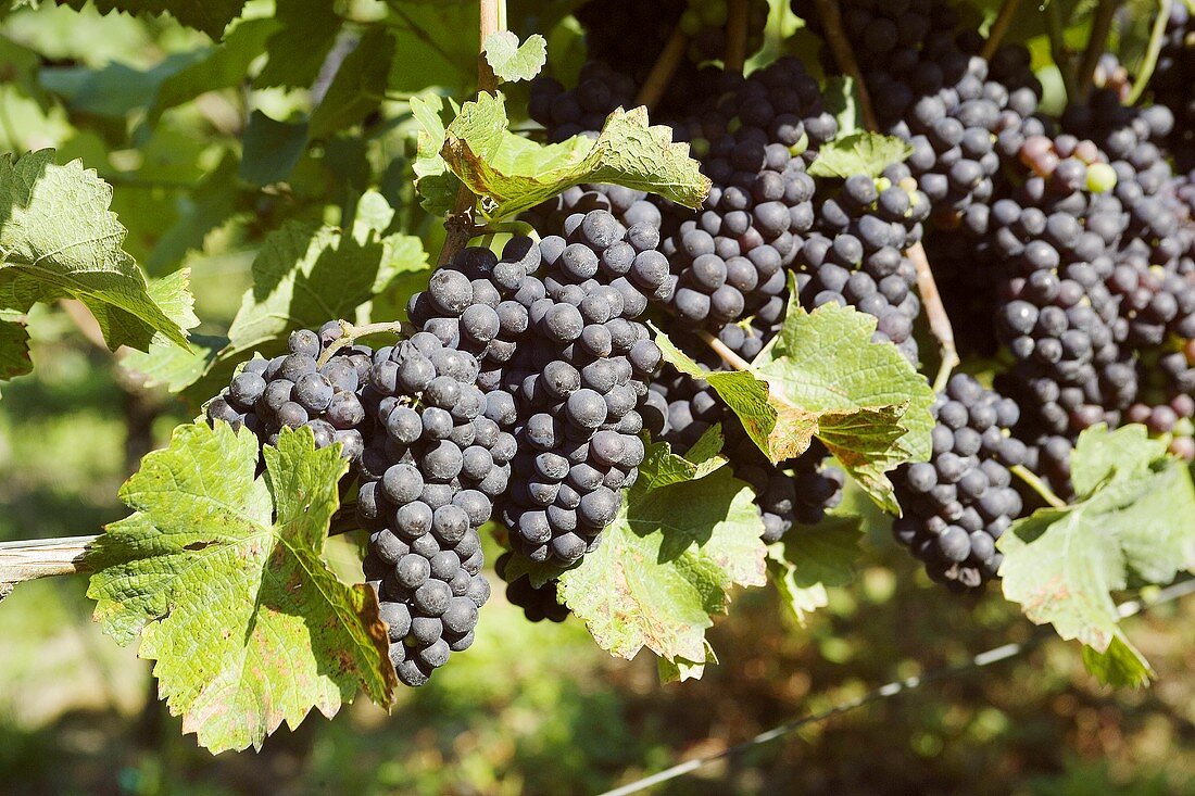 Red wine grapes on the vine