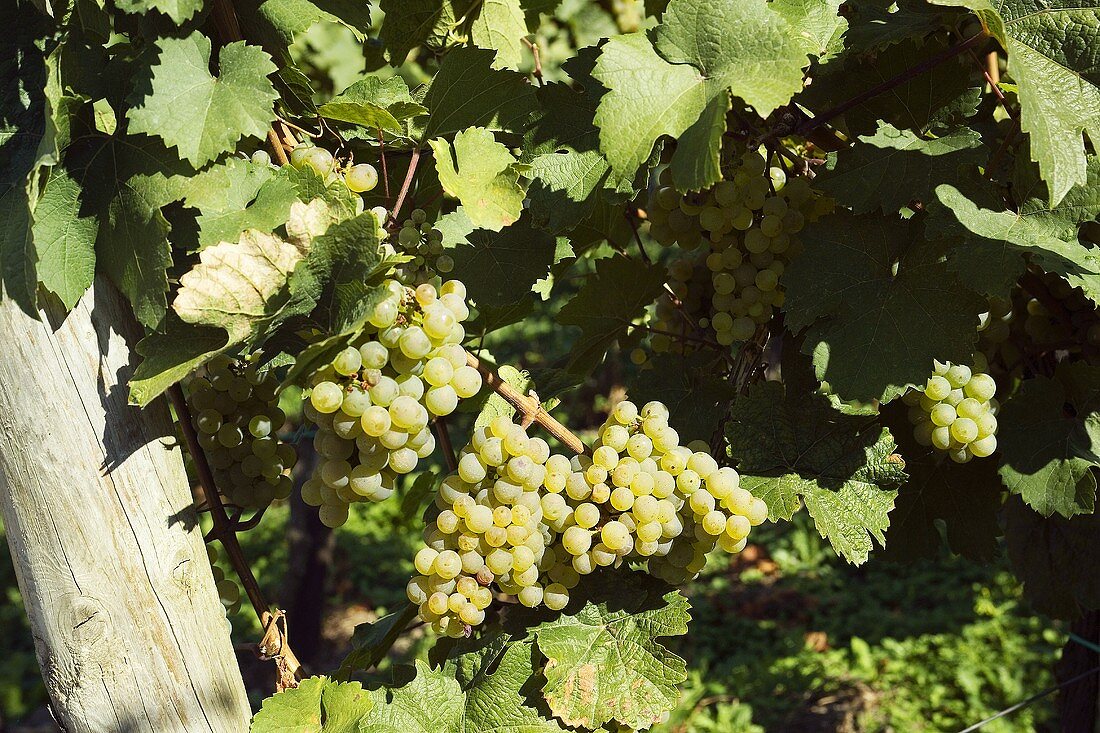 White wine grapes on the vine