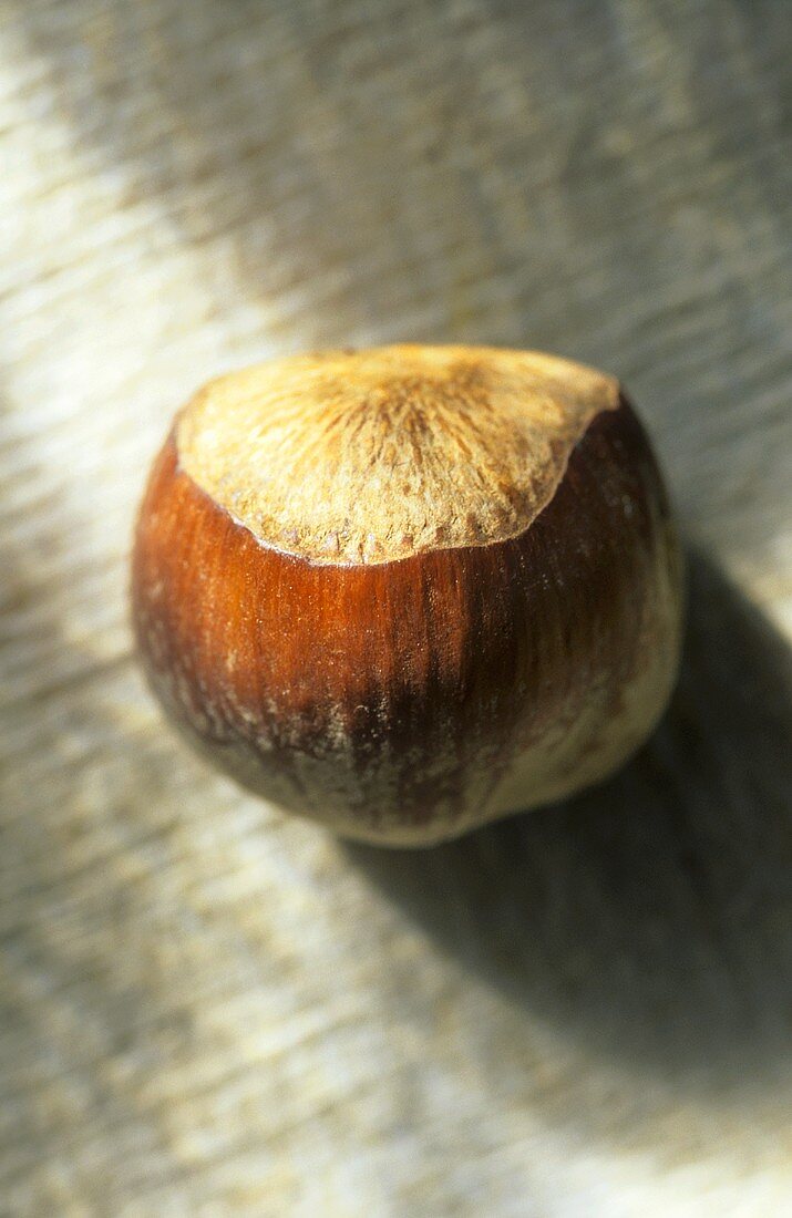 A Single Whole Hazelnut