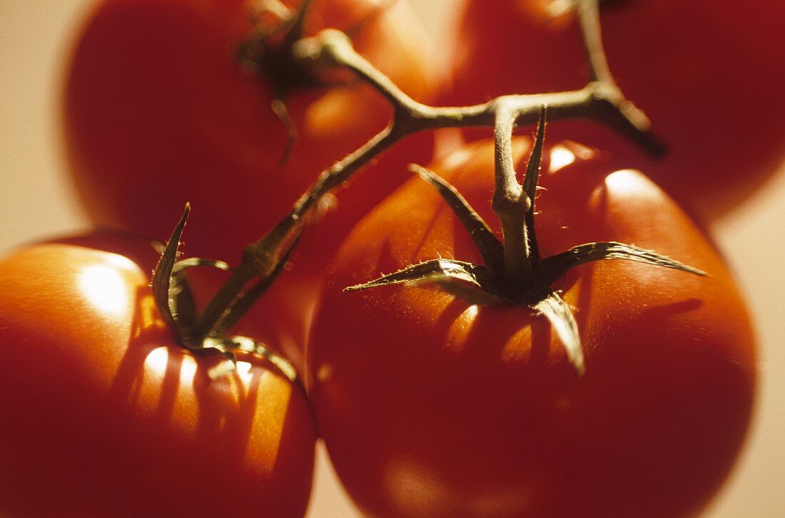 Fresh Tomatoes with Stems Connected; Close Up