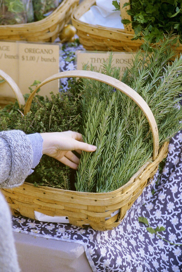 Woman Selecting Fresh Rosemary From a Basket if Herbs; Market
