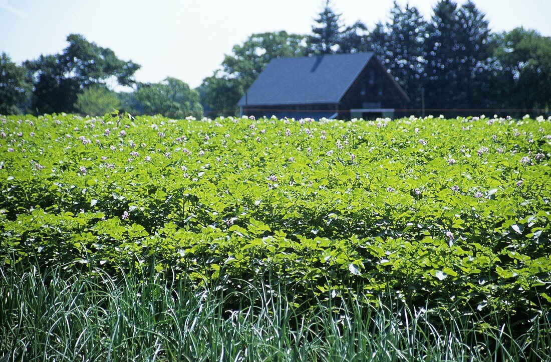 Potato Fields on a Farm