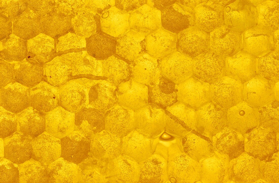 Honeycomb Close Up