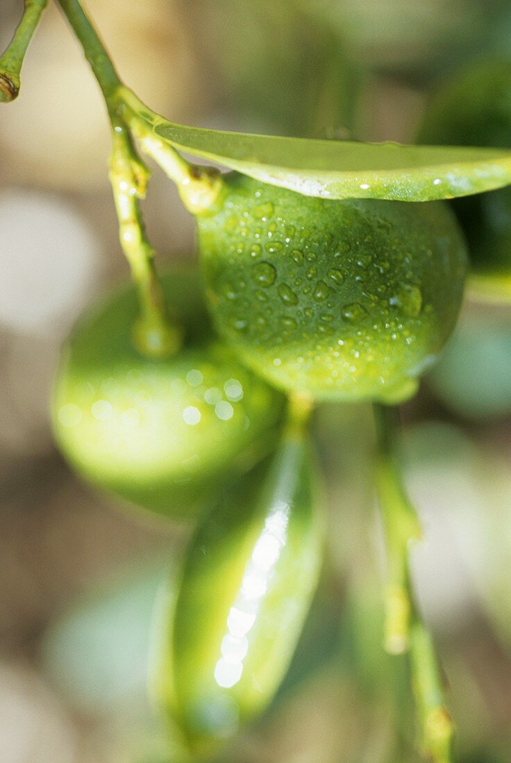 Limetten mit Wassertropfen am Zweig (Close Up)