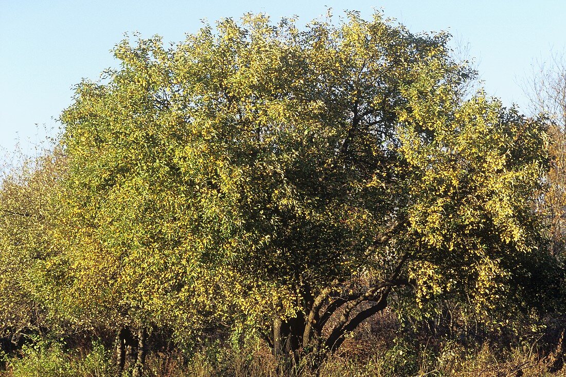 Crabapple Tree