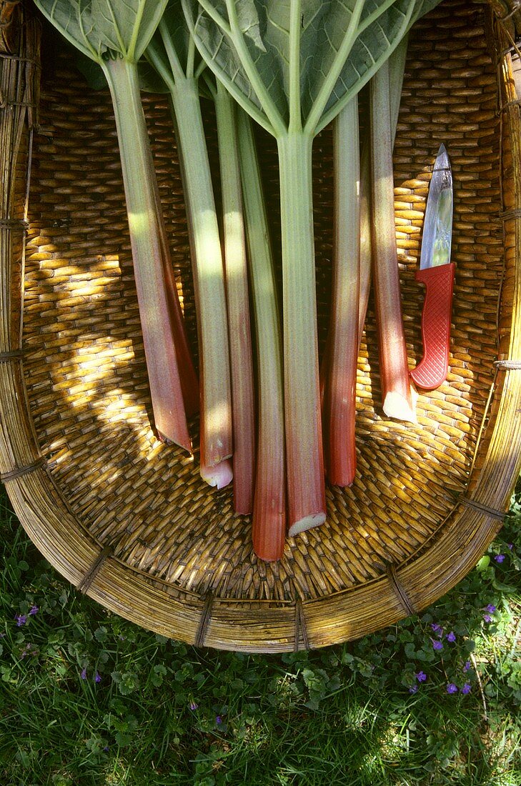 Fresh Cut Rhubarb in a Basket; Overhead