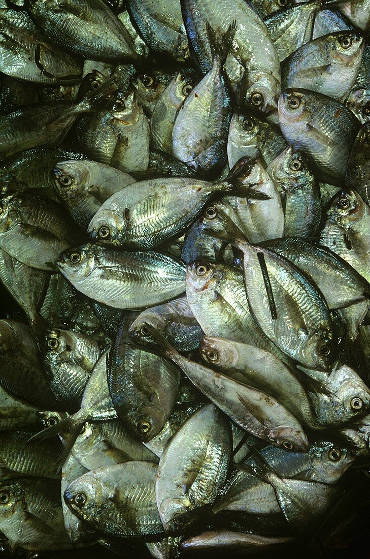 Frische Fische auf einem Markt (bildfüllend)