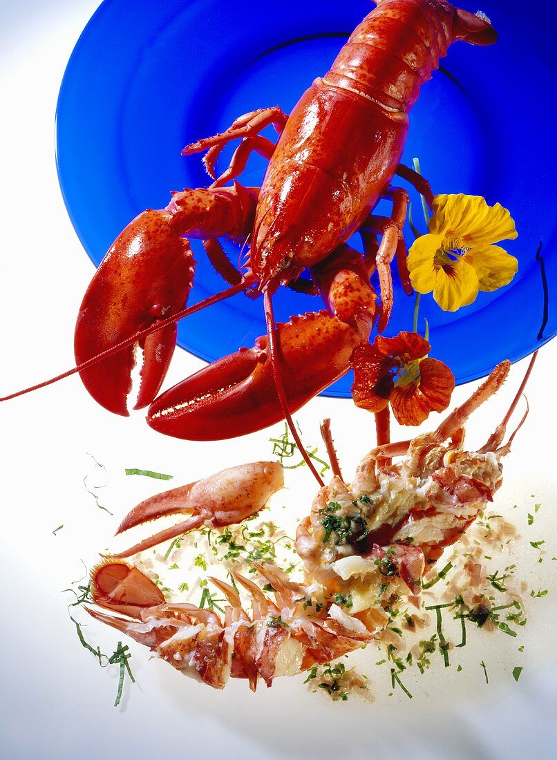 Cooked lobster, whole and in pieces