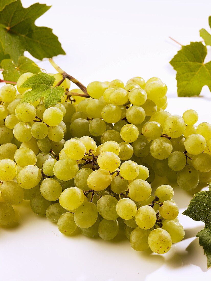 Grüne Weintrauben mit Blättern auf weißem Untergrund