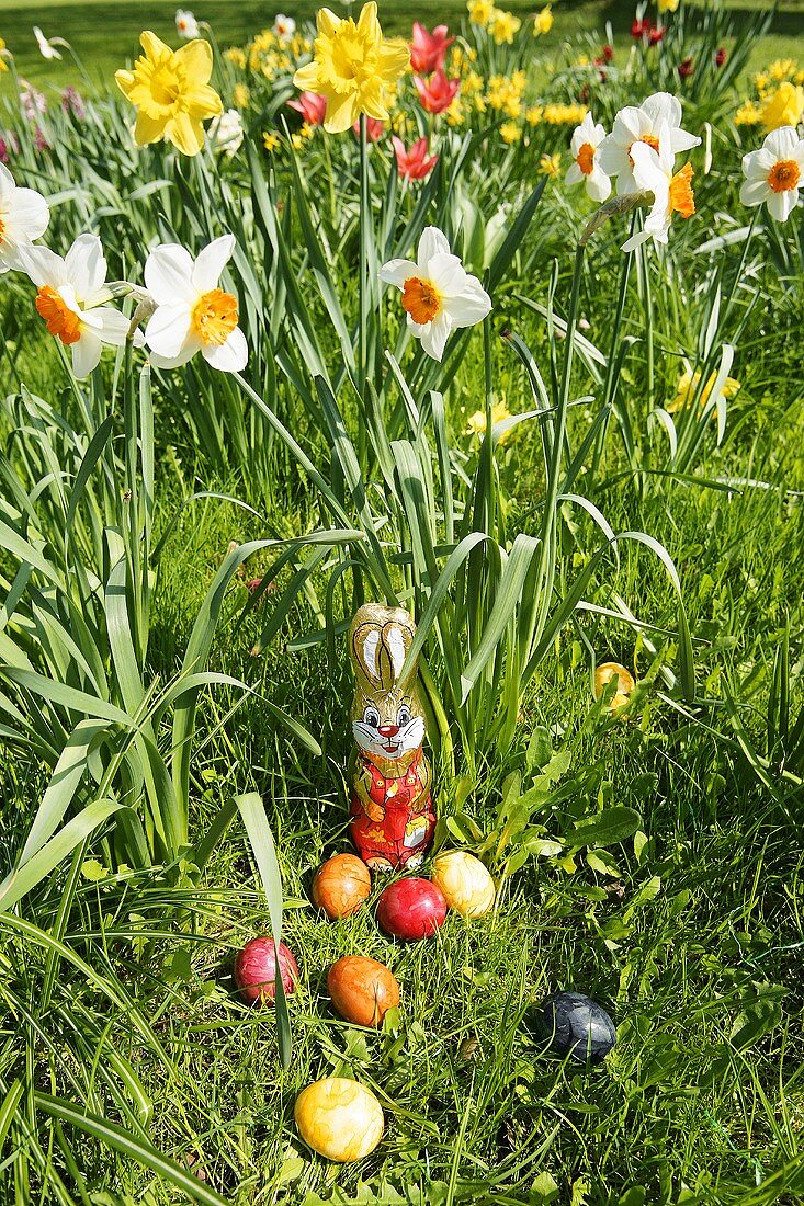 Easter Bunny and eggs in grass with narcissi in background