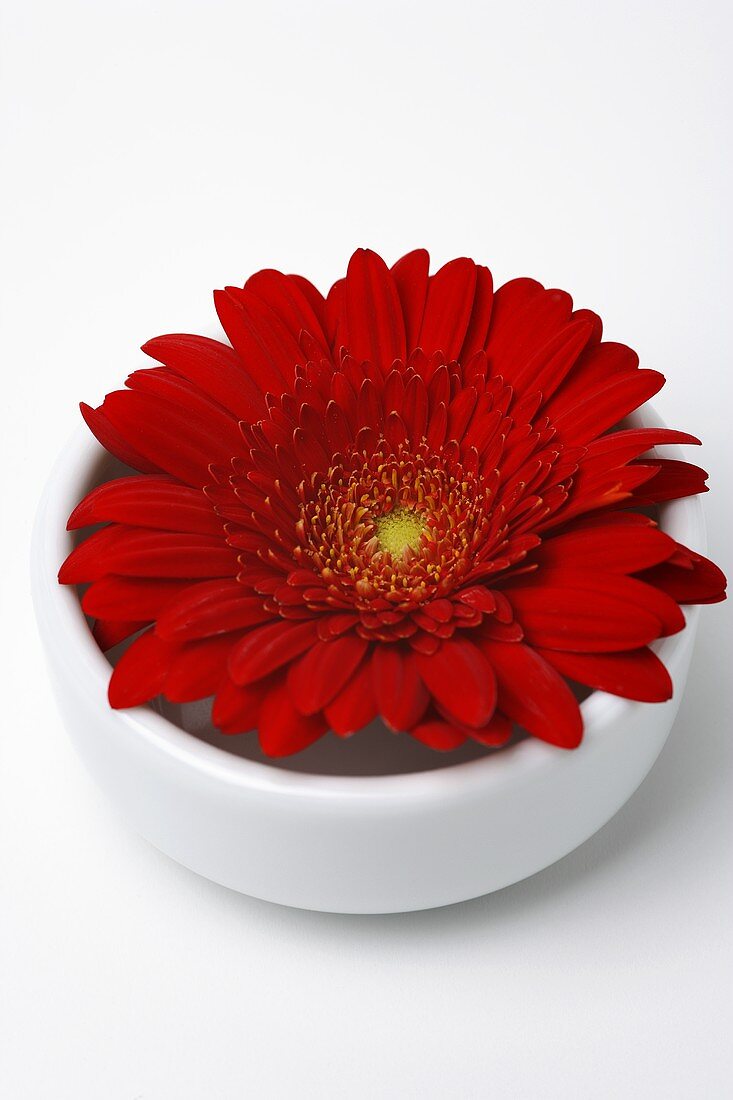 A red Gerbera in a small bowl of water