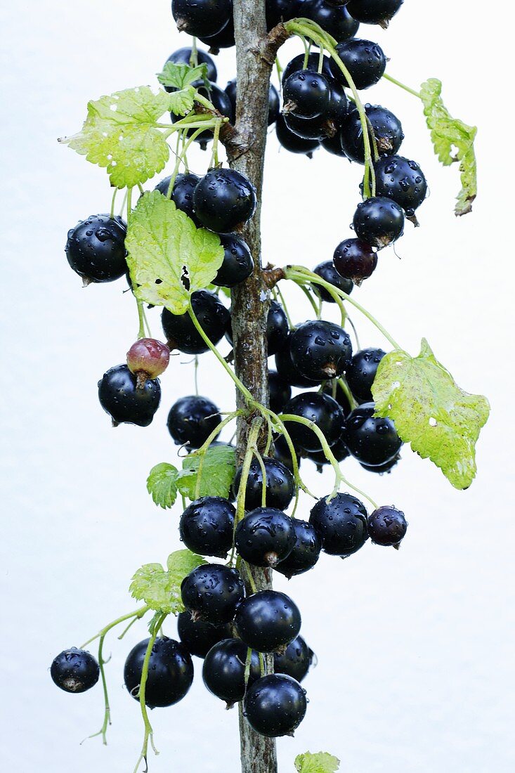 Schwarze Johannisbeeren am Zweig