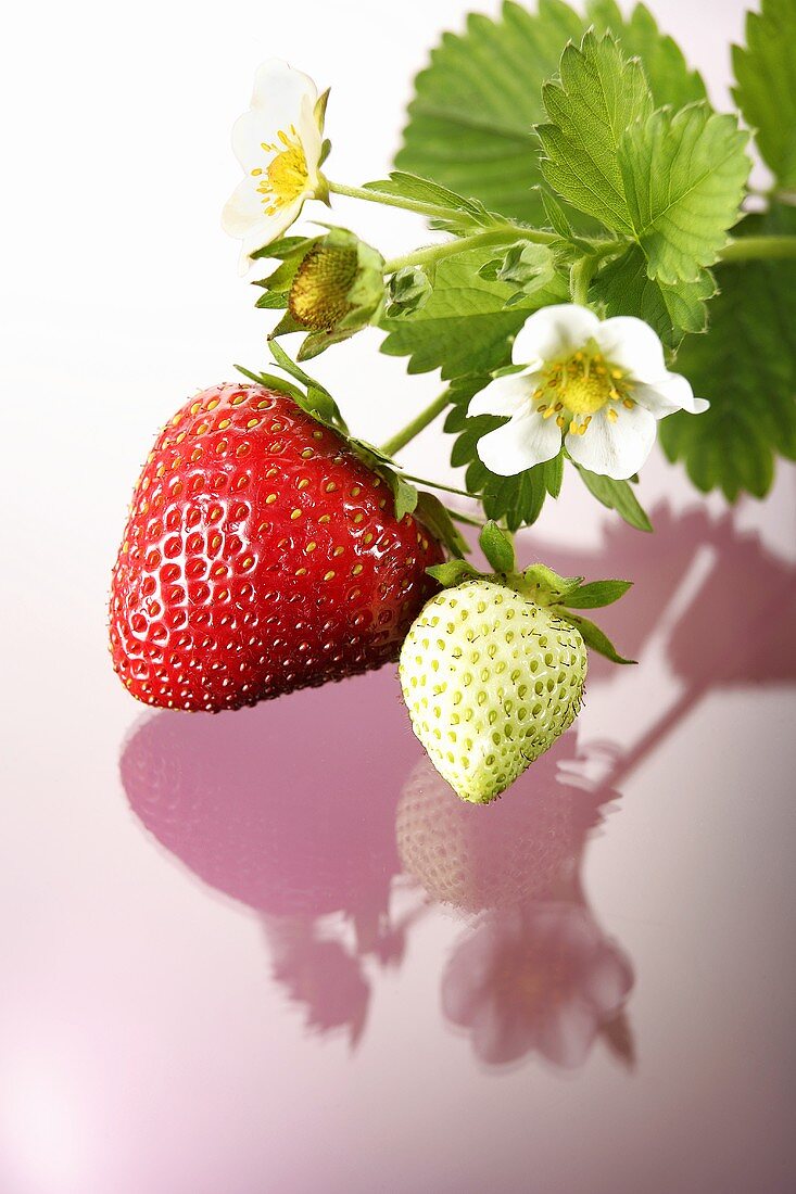 One red and one green strawberry on stalk with flowers