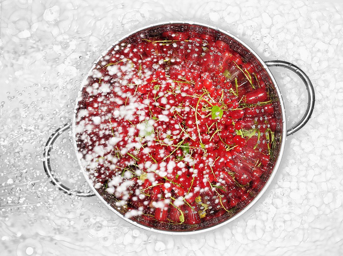 Rote Johannisbeeren werden mit Wasser bespritzt