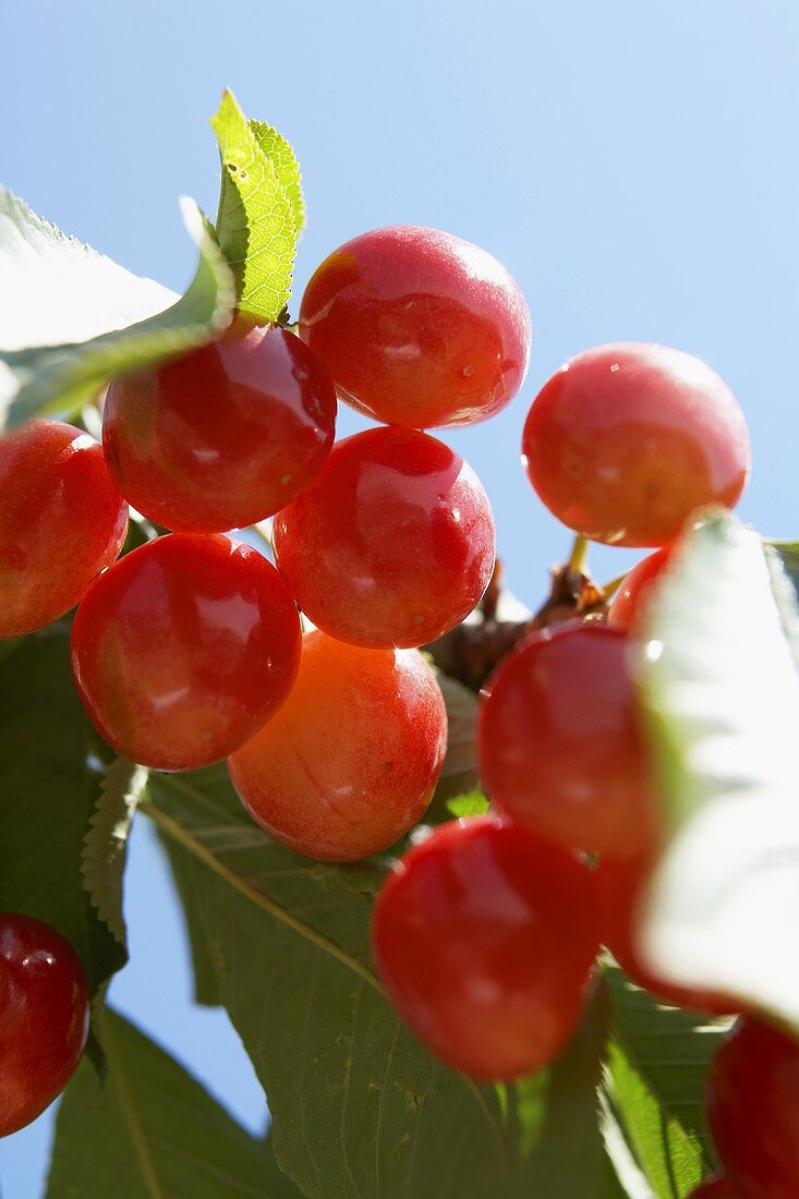 Cherries on the tree