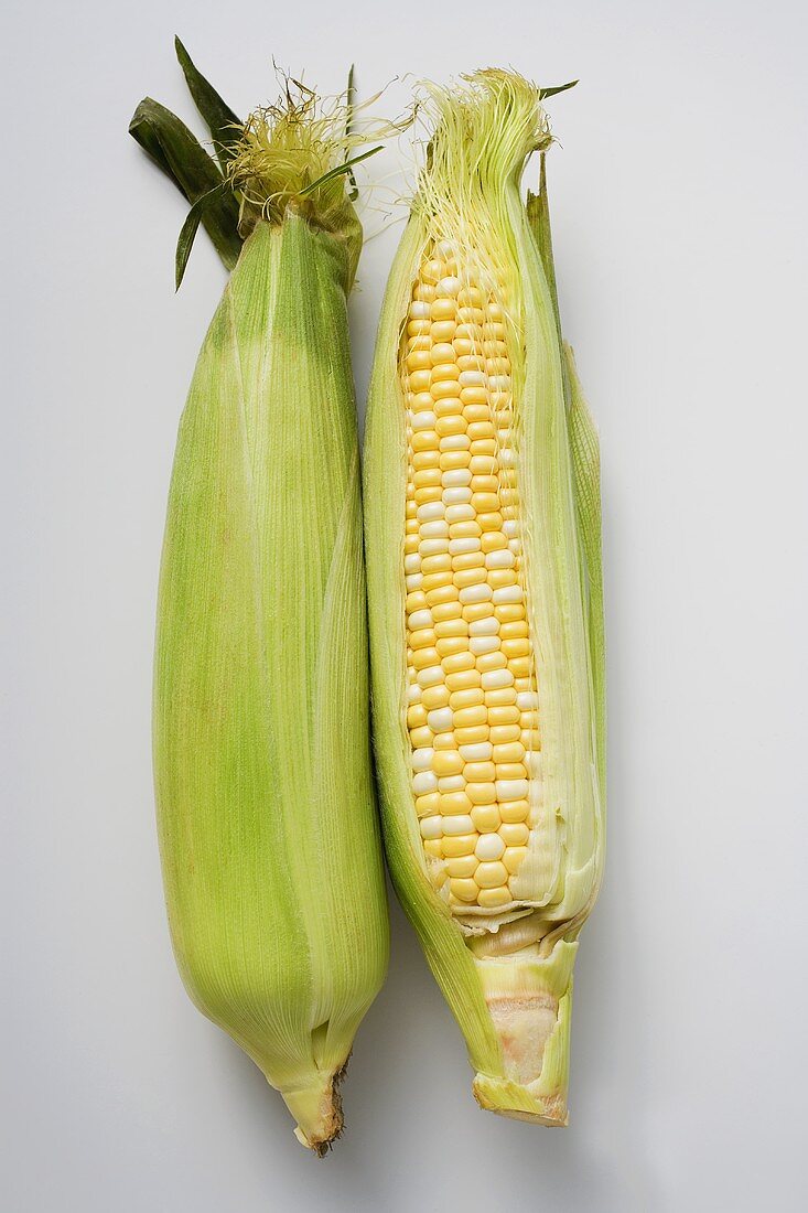 Two corn cobs with husks