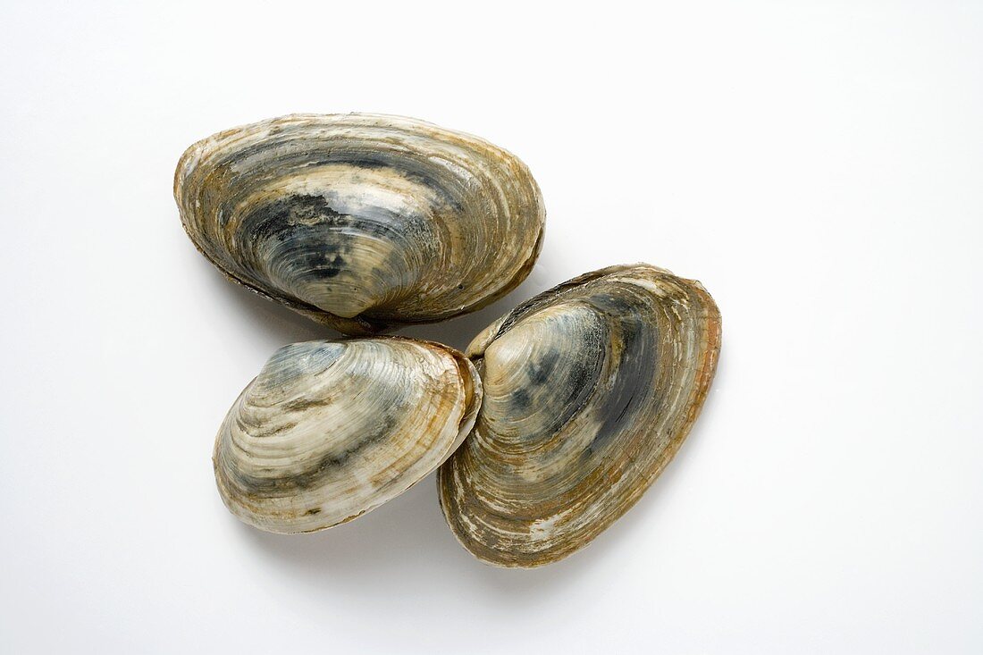 Three clams