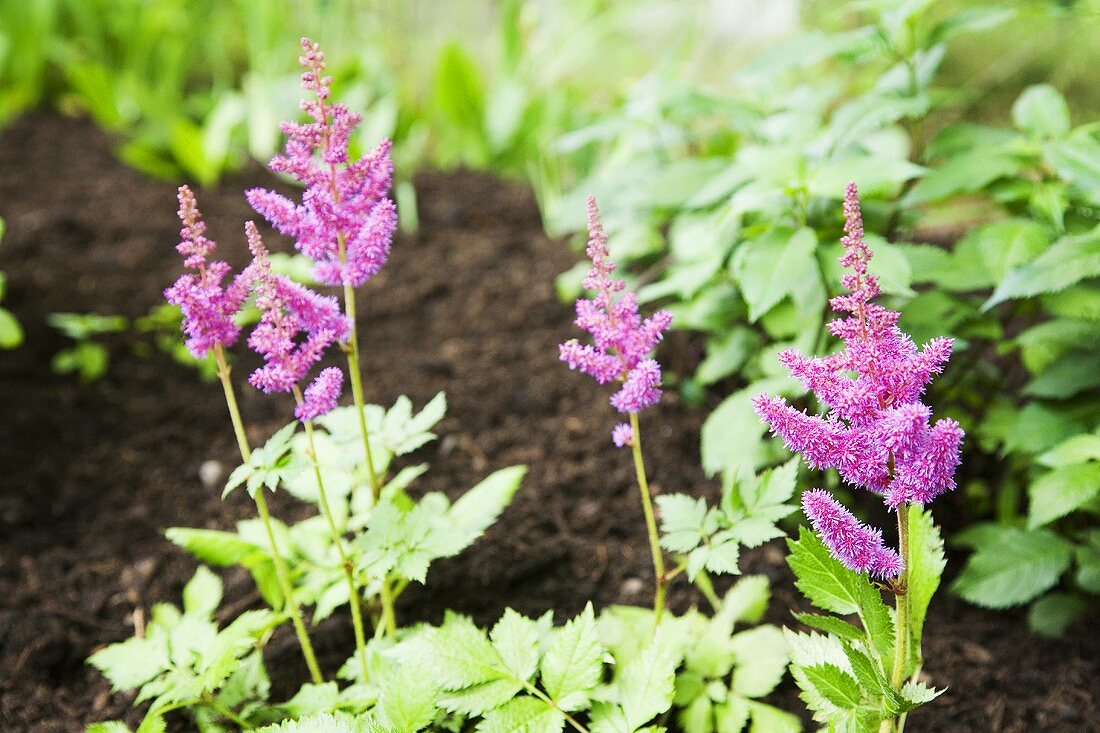 Astilbe (Prachtspiere)