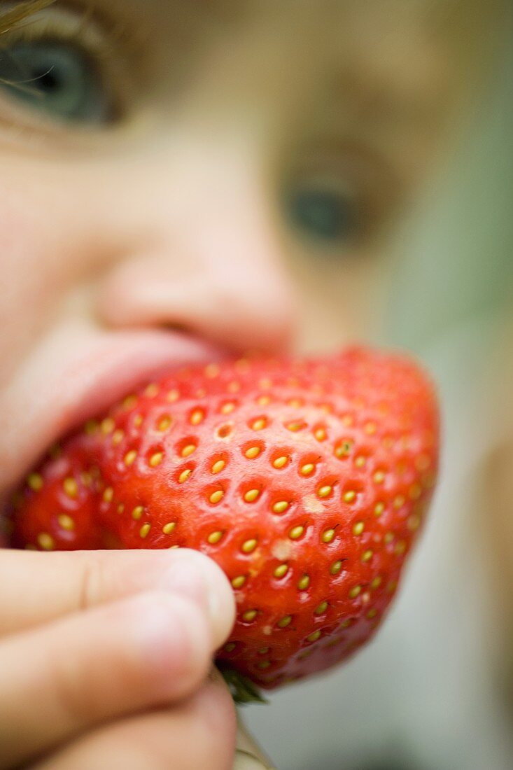 Small child biting into a strawberry