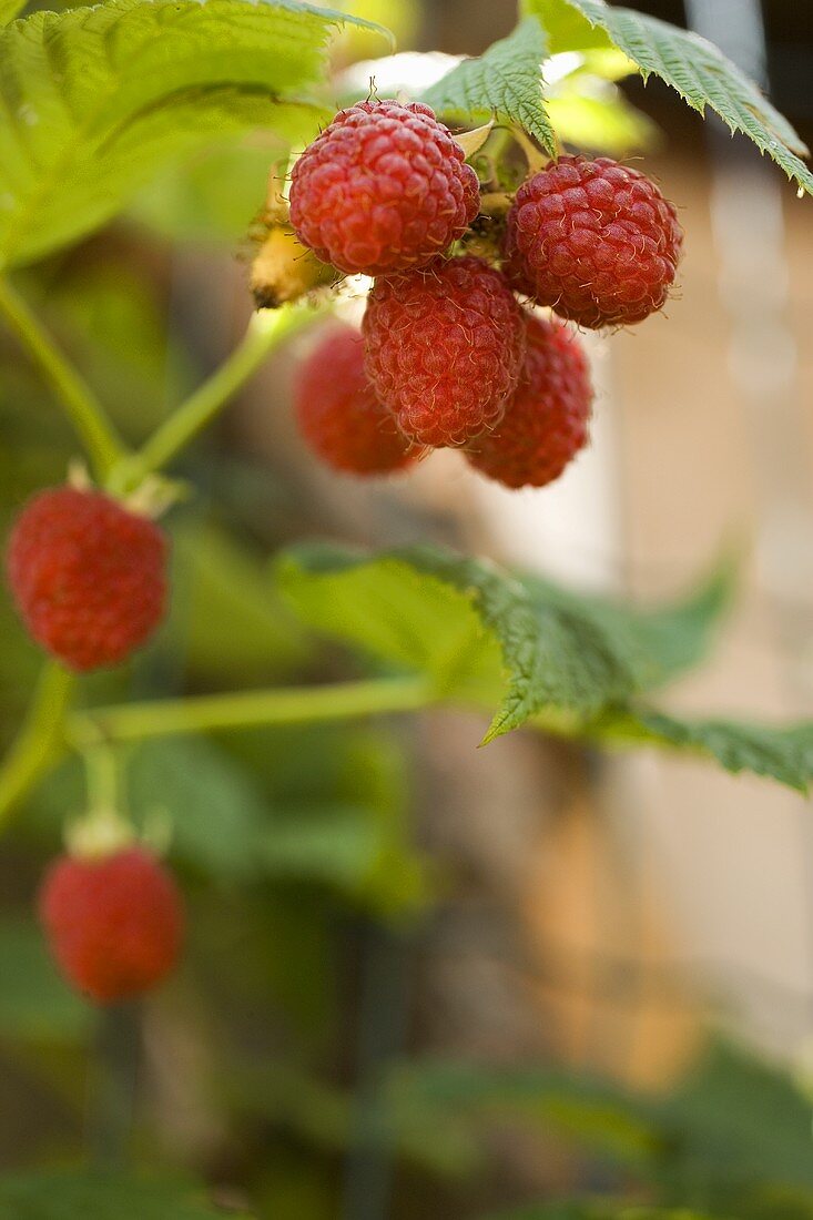 Frische Himbeeren am Strauch