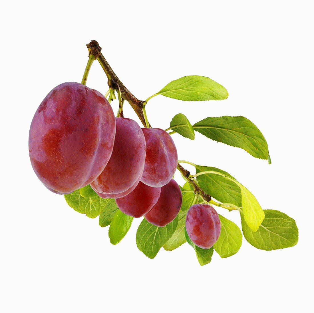 Fresh plums on branch