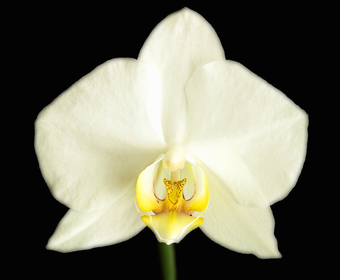 Eine weiße Orchideenblüte