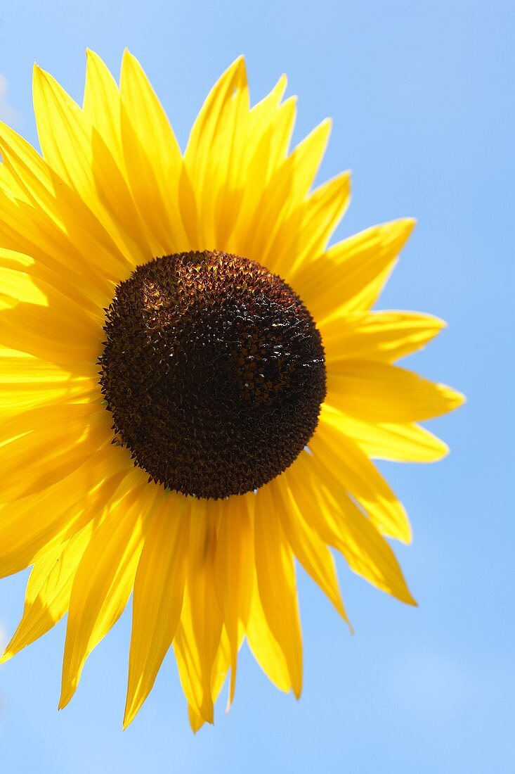 Sunflower against blue background