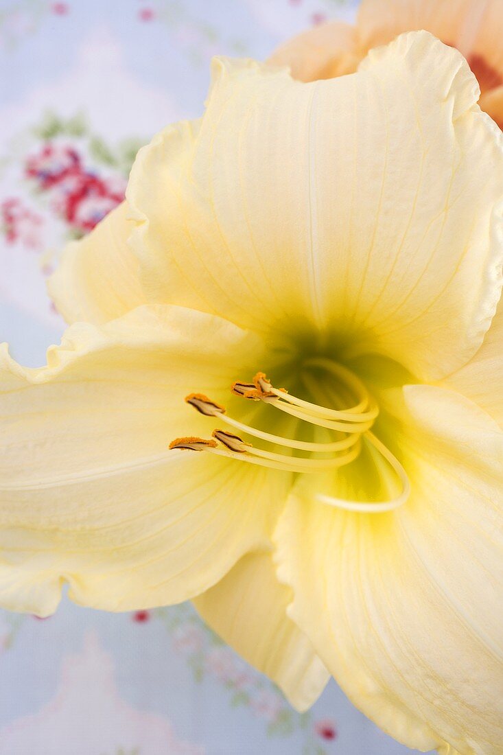 Eine Amaryllis-Blüte