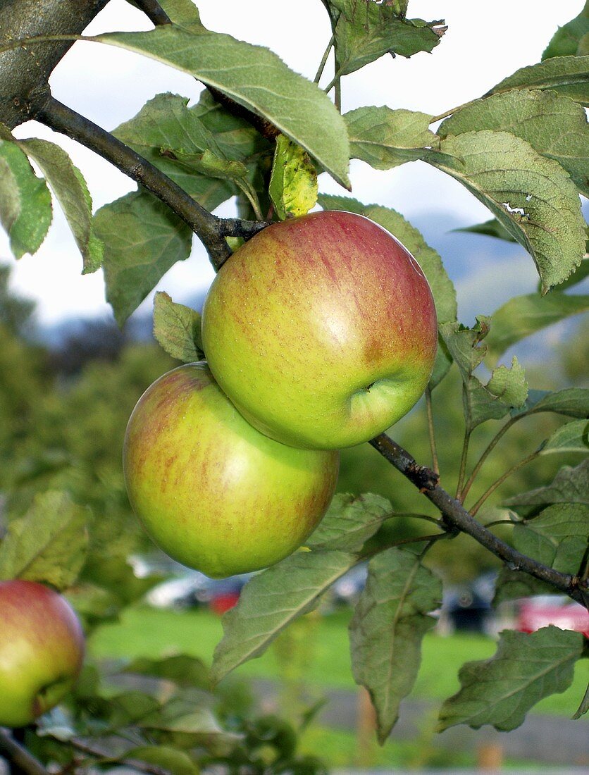 Apples (variety Jonathan) on the tree