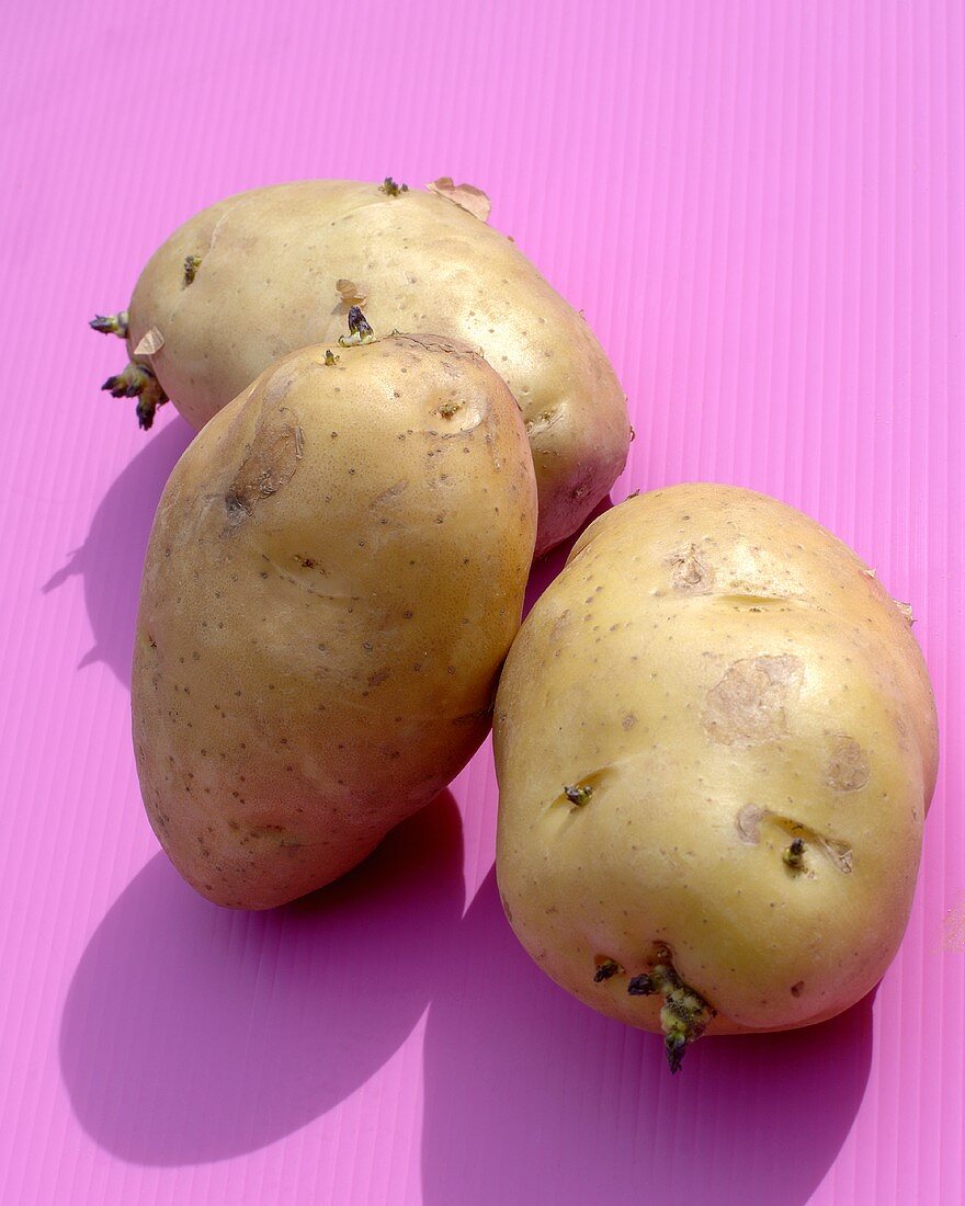 Drei Kartoffeln der Sorte 'Bintje'