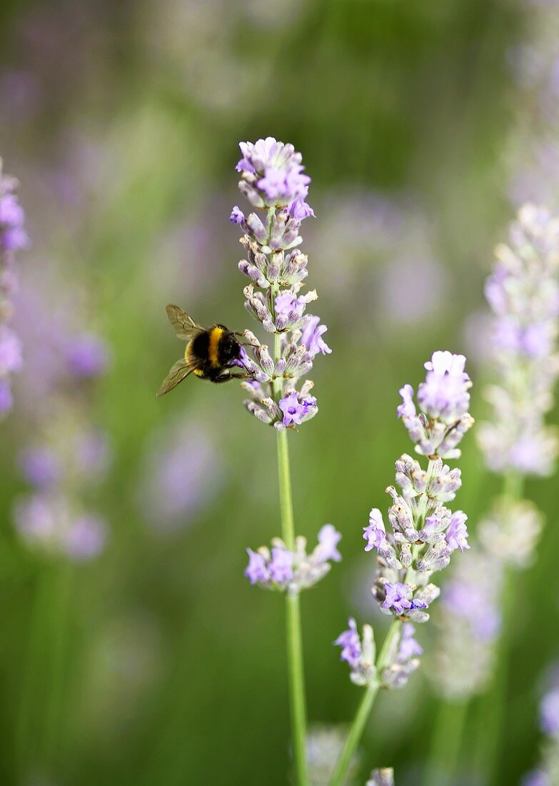 Lavendelblüten mit einer Hummel