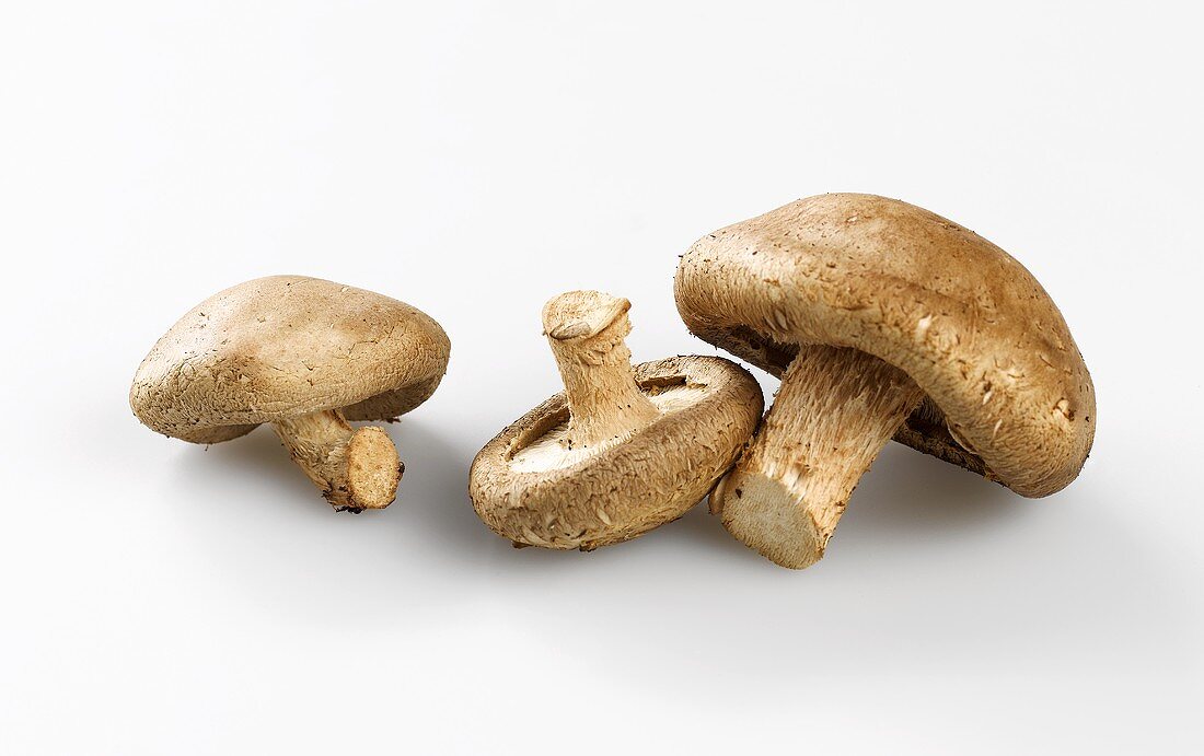 Three shiitake mushrooms