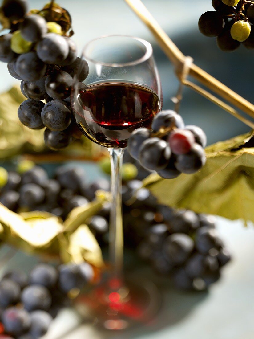Ein Glas Rotwein mit Trauben