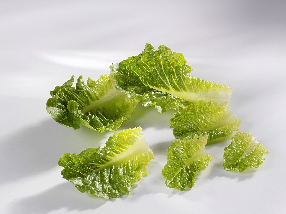 Romaine lettuce leaves