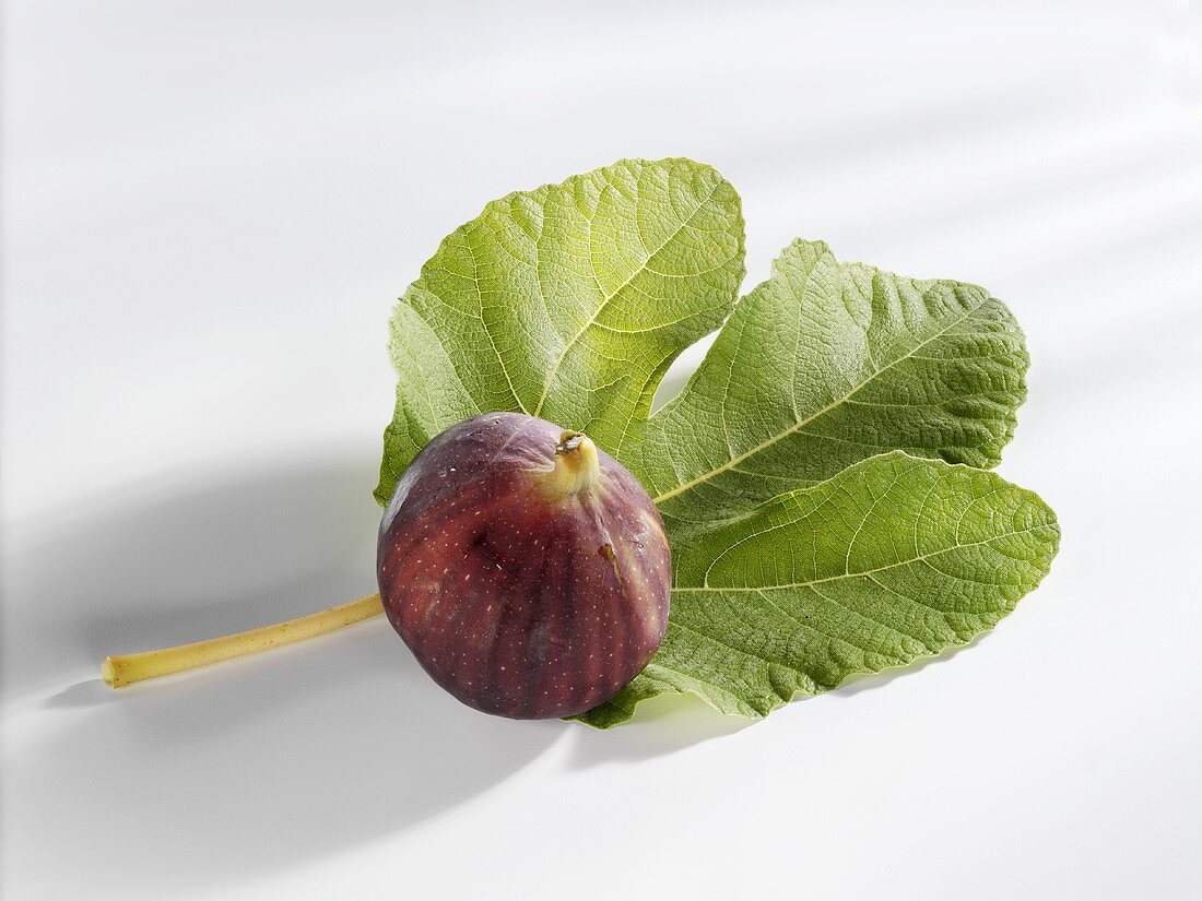 A fig with leaf